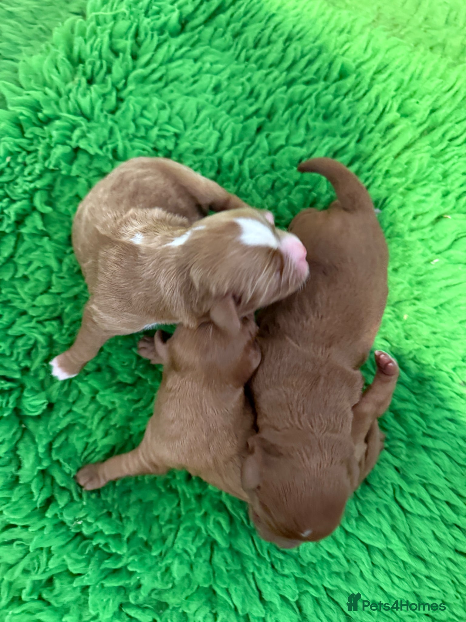 Cavapoo dogs for sale: Cavapoo puppies,health tested parents 5* licensed  - Advert 8