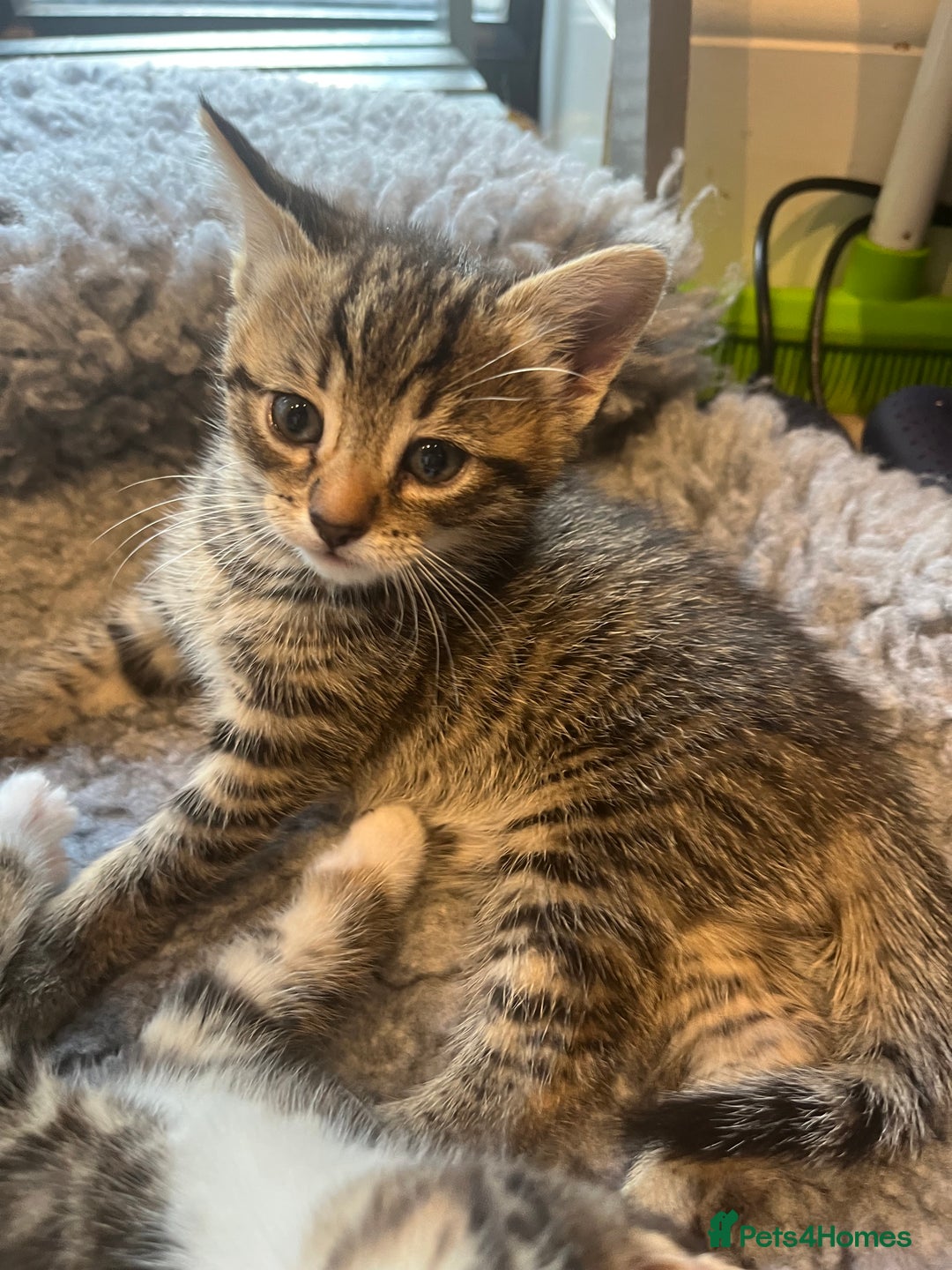 Bengal cats for sale: Bengal cross tabby’s  - Image 4