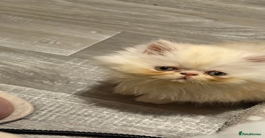 Persian cats Luxury Persian Kittens -  - Advert 13