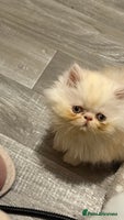 Persian cats Luxury Persian Kittens - - Advert 13