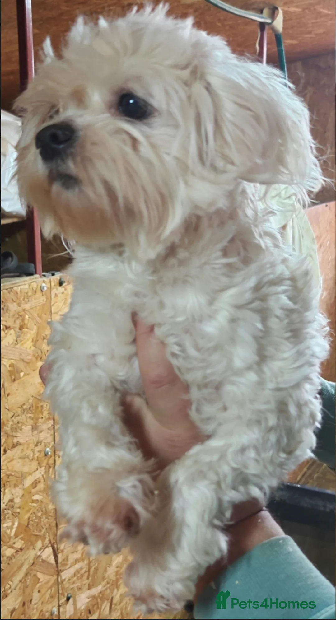 Maltese dogs for adoption: 🐾 ANGEL – Female Maltese 🐾 in West Malling - Advert 2