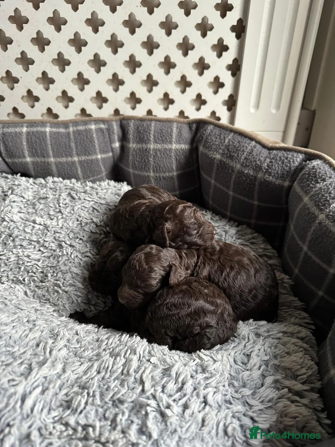 Miniature Poodle dogs for sale: Beautiful Girls!!! - Advert 8