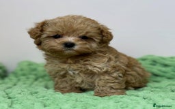 Maltipoo dogs for sale: Beautiful Toy Maltipoo Puppies - Image 11