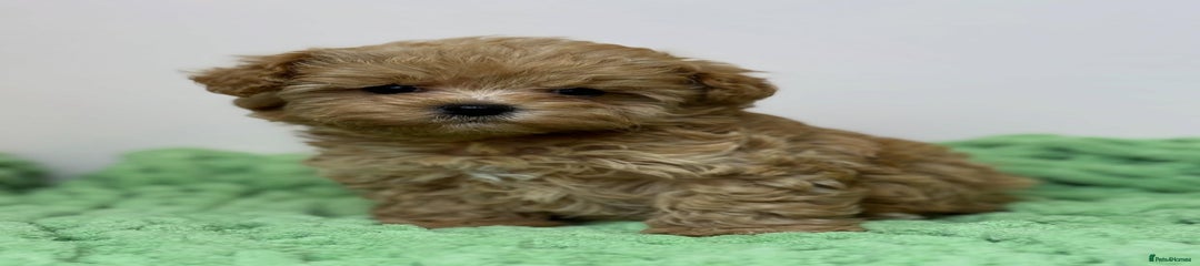 Maltipoo Puppy 6