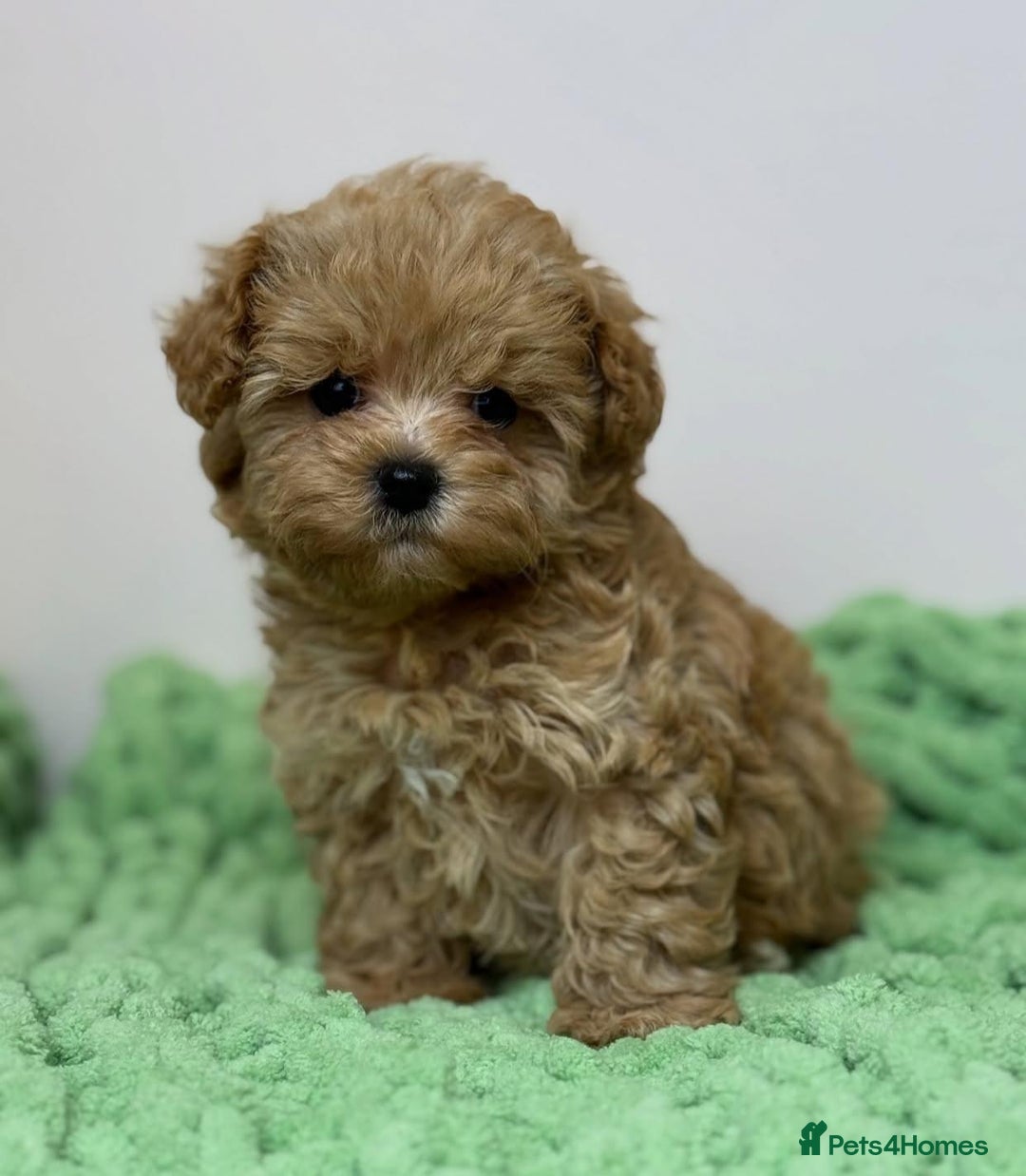 Maltipoo dogs for sale: Beautiful Toy Maltipoo Puppies - Image 11