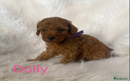 Miniature Poodle dogs for sale: Gorgeous Red Minature Poodles Puppies  - Image 14