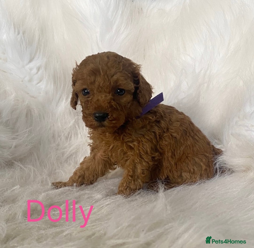 Miniature Poodle dogs for sale: Gorgeous Red Minature Poodles Puppies  - Image 14