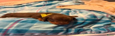 Miniature Dachshund 1