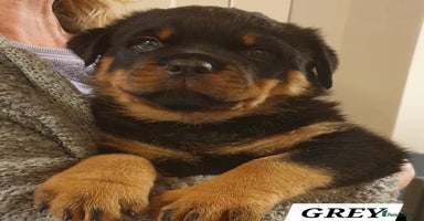 Rottweiler dogs - Advert 1