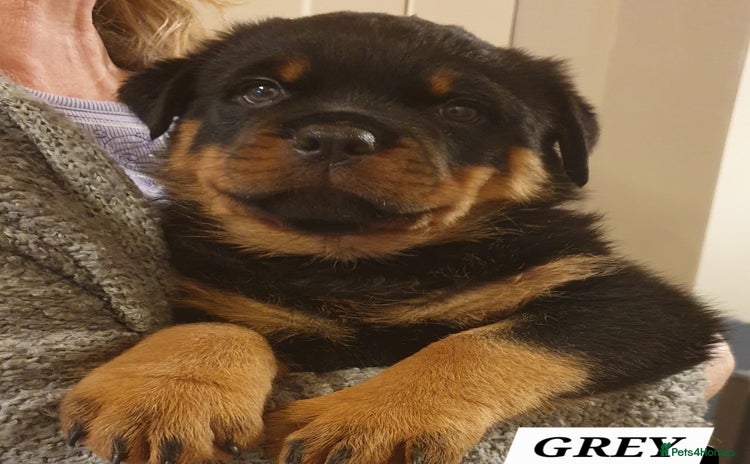Rottweiler dogs - Advert 1