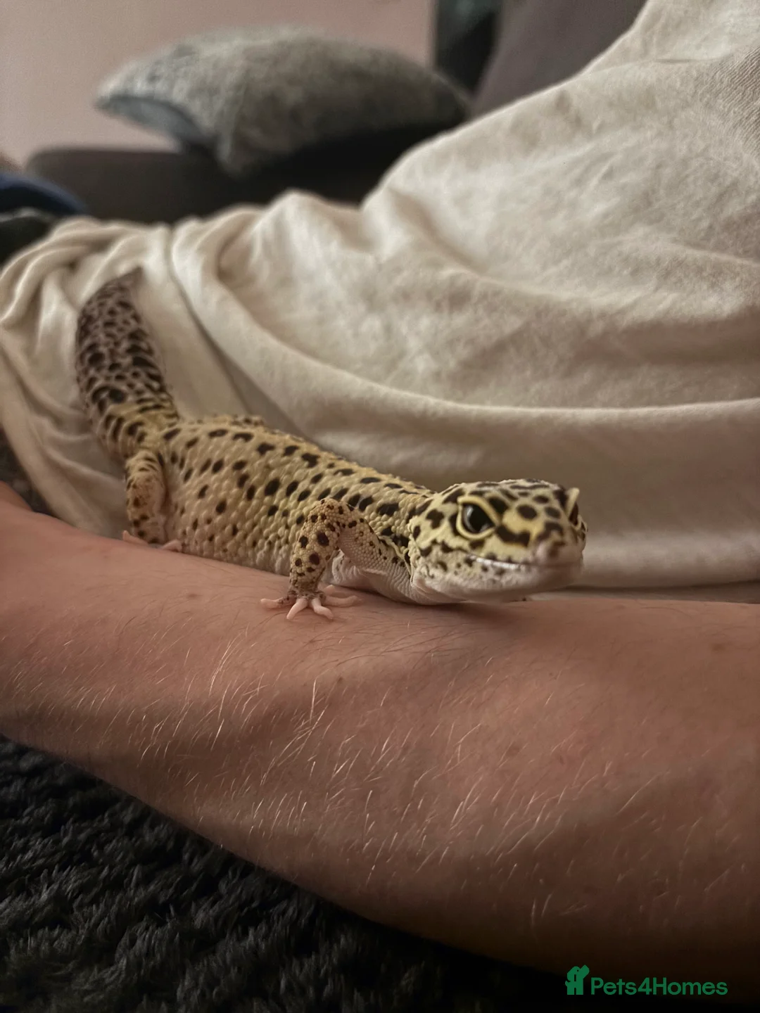 Leopard Gecko reptiles for sale: Female Leopard Gecko in Stanley - Advert 2