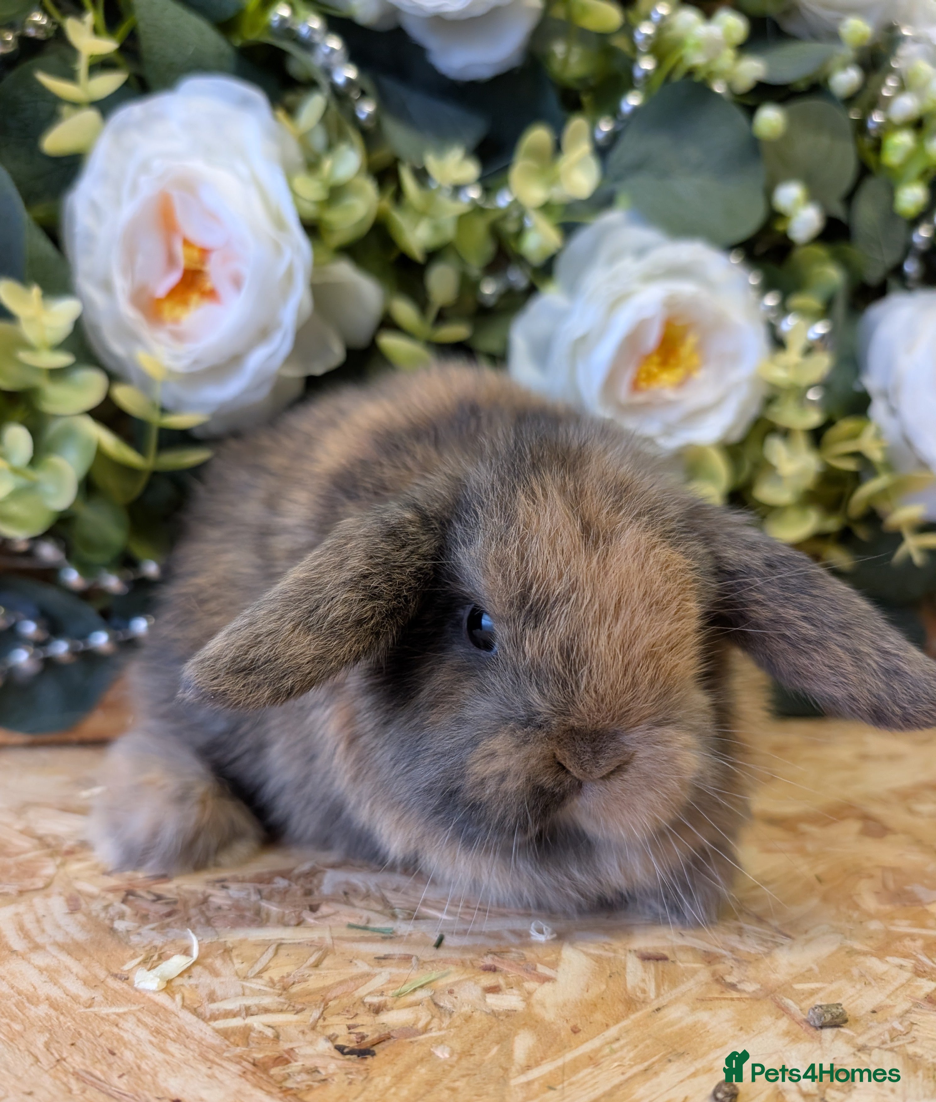 Mini Lop rabbits ❤️Stunning mini lop babies❤️ - Advert 7