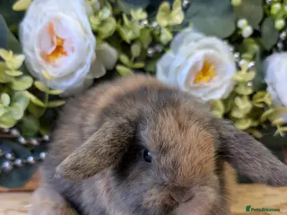 Mini Lop rabbits ❤️Stunning mini lop babies❤️ - Advert 7