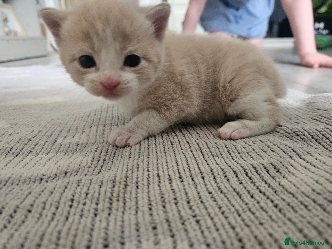 Mixed Breed cats for sale: Cream female kitten - Advert 3