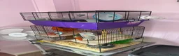 Hamster rodents for sale: Dwarf hamsters to be rehomed - Advert 2
