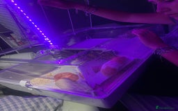 Hamster rodents for sale: Chunk the hamster  - Image 8