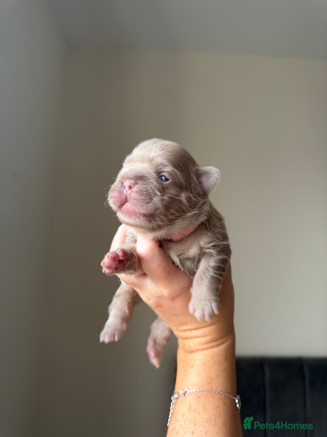 French Bulldog dogs for sale: French bulldog  - Advert 21