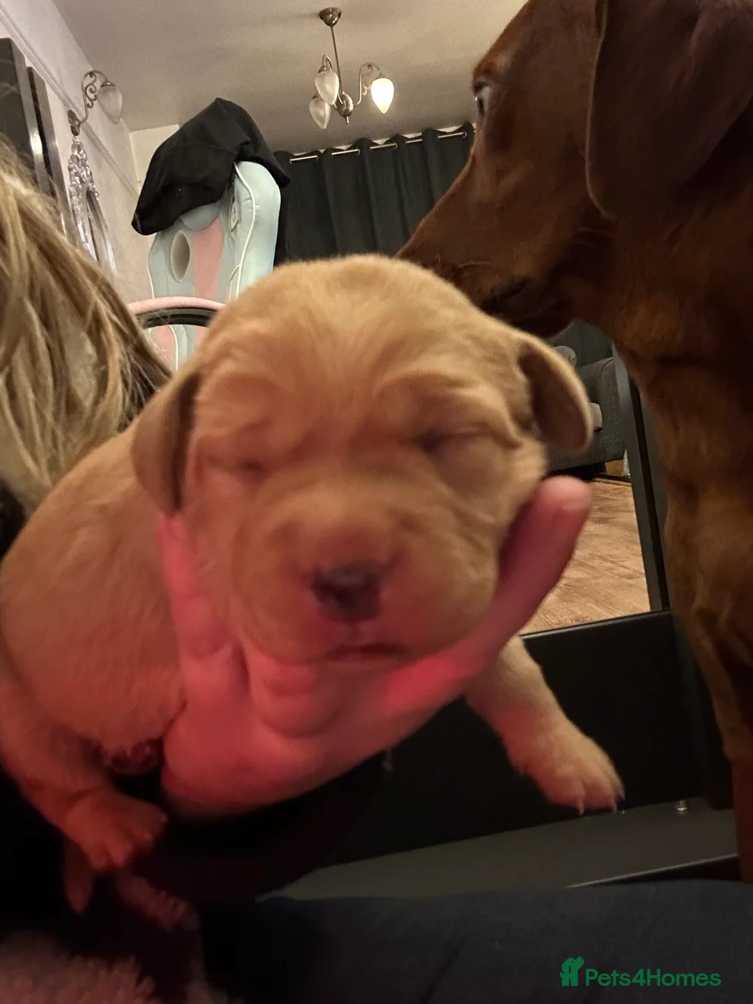 Labrador Retriever dogs for sale: Fox red lab pups for sale  - Advert 9