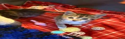 Mixed Breed cats for sale: Beautiful kittens  - Advert 9