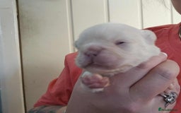 French Bulldog dogs for sale: Visual fluffy French bulldogs  - Image 6