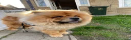 Chow Chow dogs for sale: Chow chow  - Advert 4