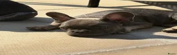 French Bulldog dogs for sale: (REDUCED READY NOW) french bulldog puppies - Advert 11
