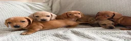 Miniature Dachshund dogs for sale: KC red and cream smooth miniature dachshunds  - Advert 8