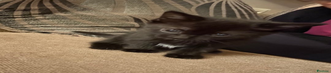 Domestic Shorthair Kitten 3