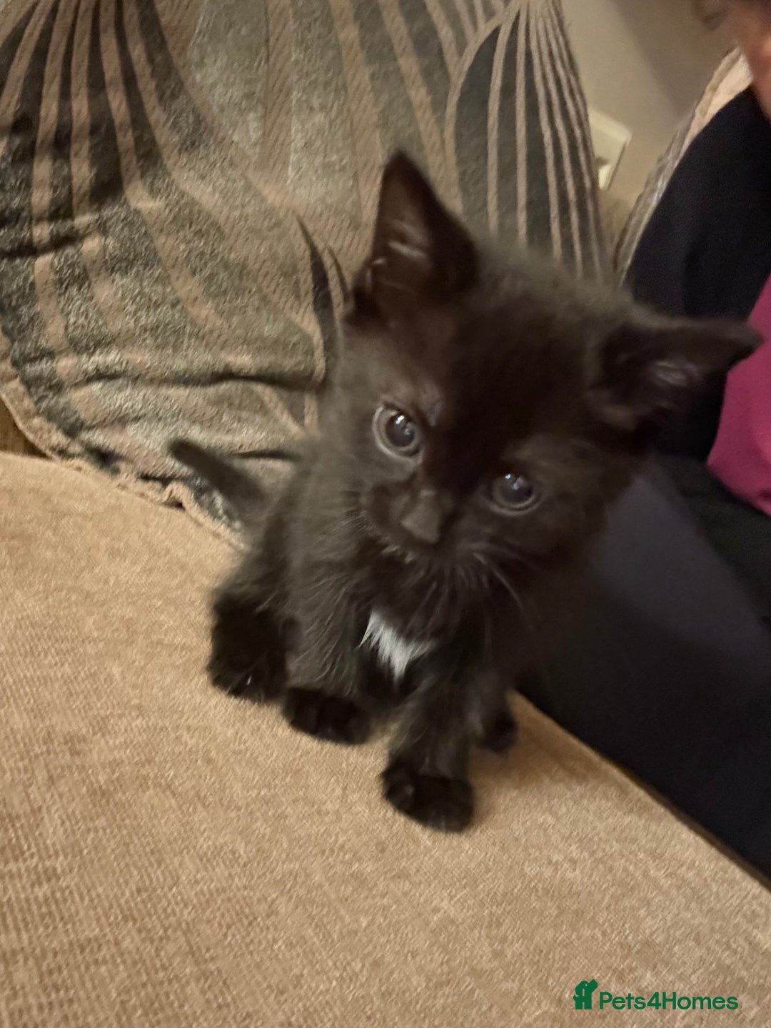Domestic Shorthair cats for sale: Kitten for sale  - Image 4