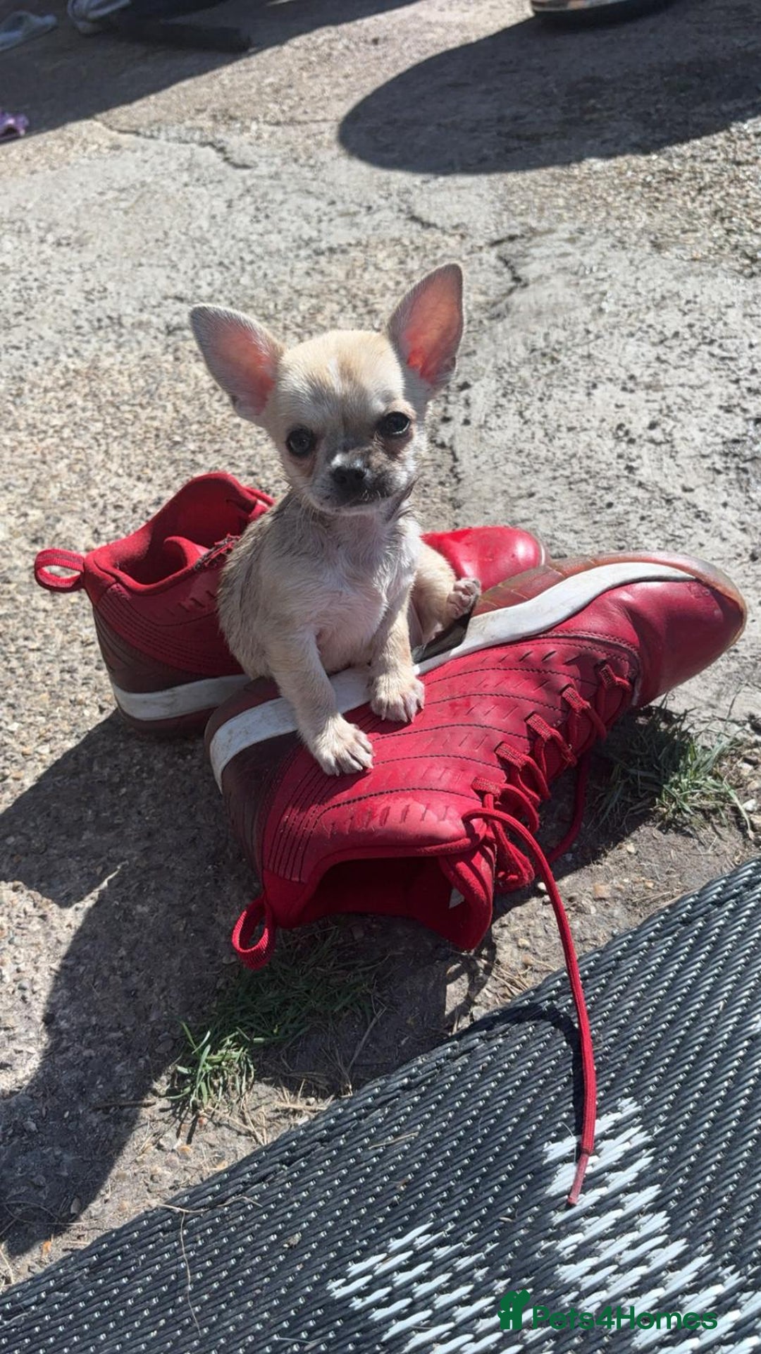 Chihuahua dogs for sale: Chihuahua for sale  - Image 6