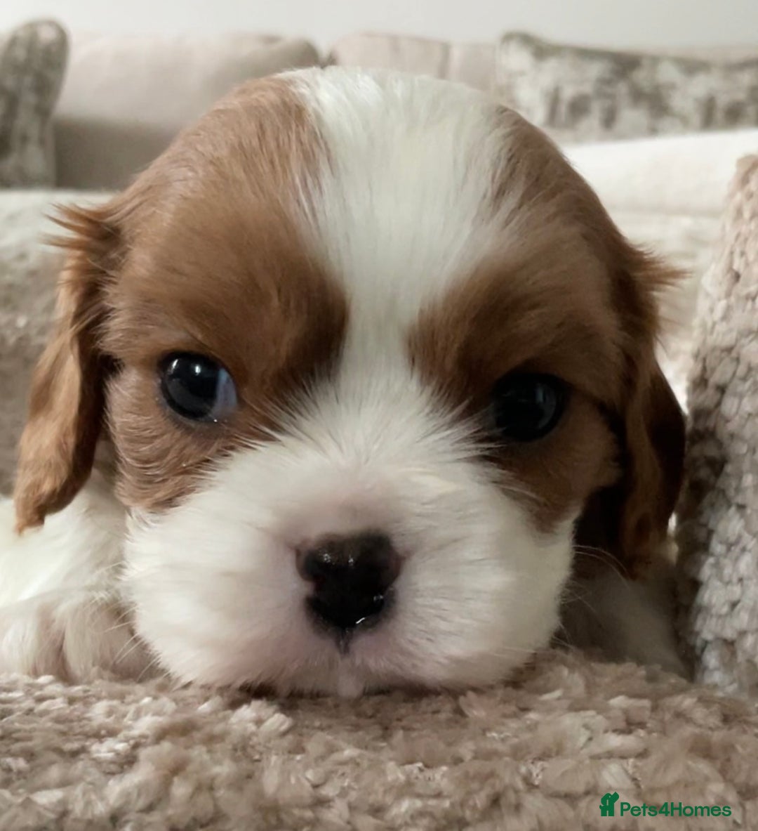 Cavalier King Charles Spaniel dogs for sale: Chocolate Kc reg cavalier King Charles - Advert 20