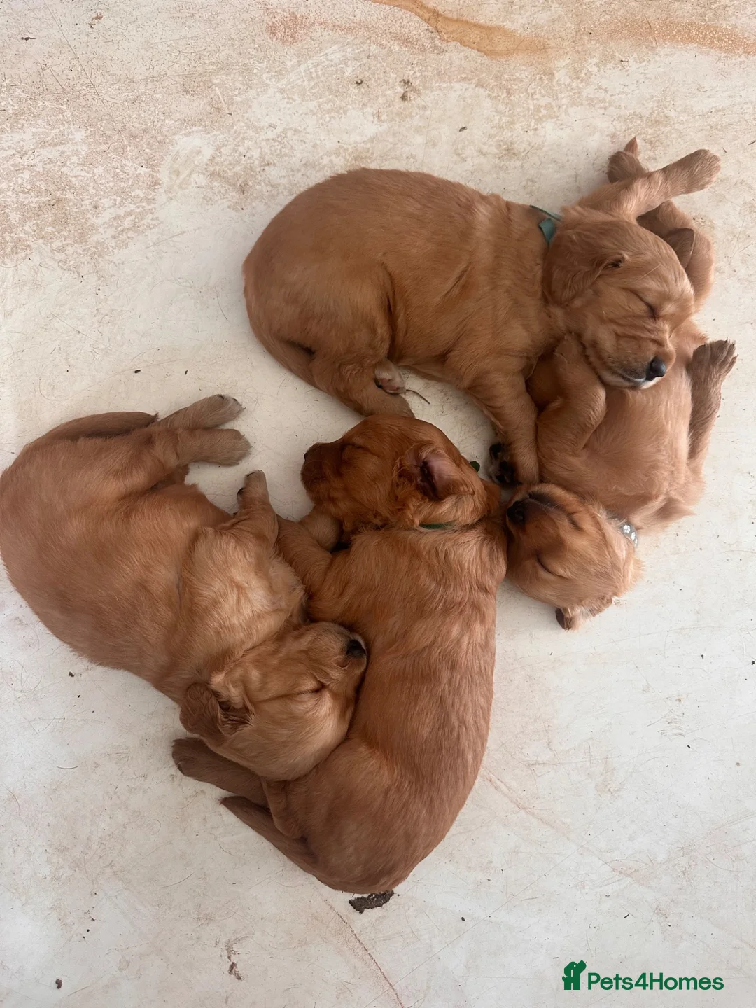Golden Retriever dogs for sale: Golden Retriver KC Puppies  - Advert 9