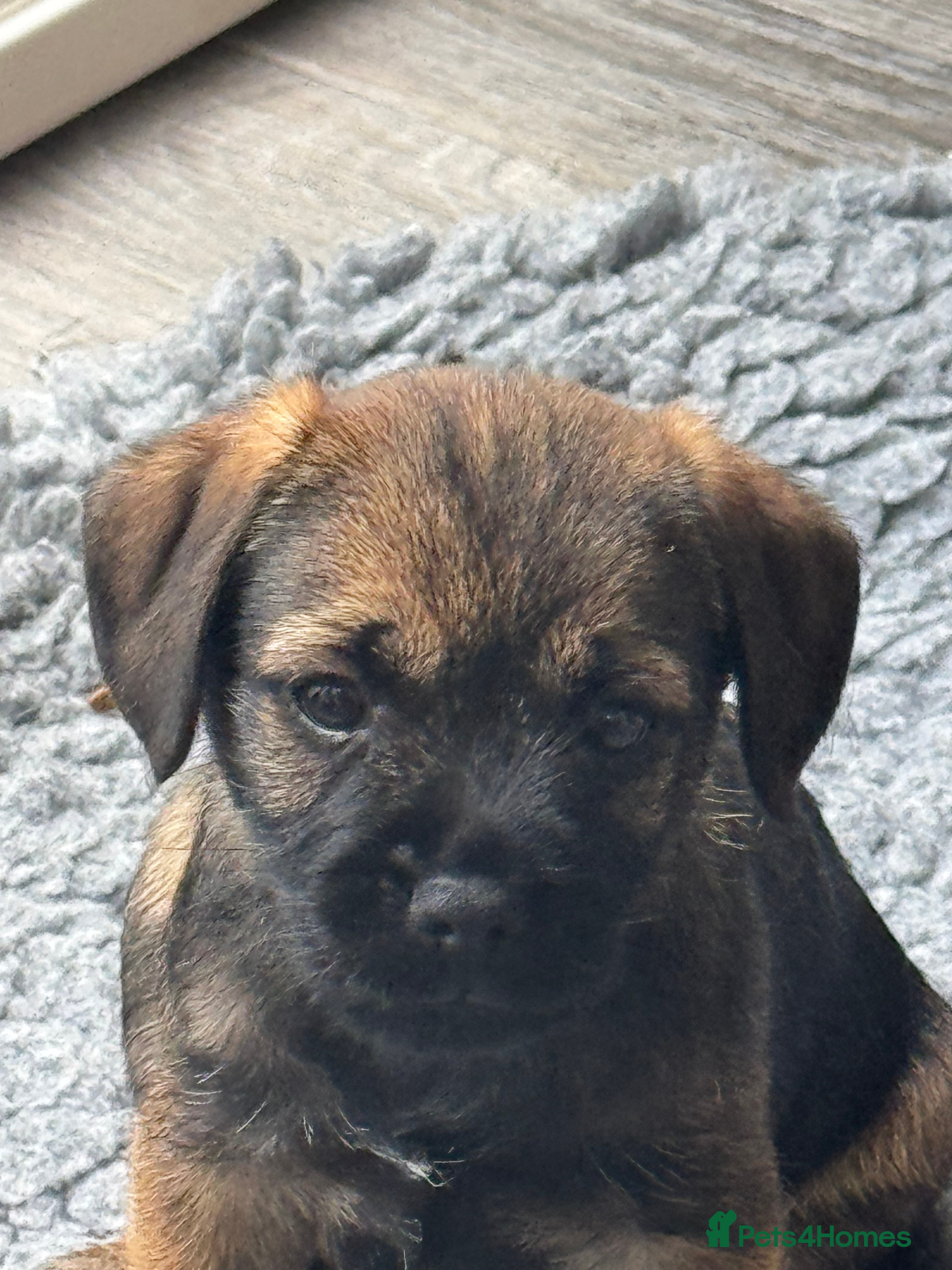 Border Terrier dogs Stunning KC Border terriers - Advert 2