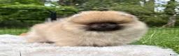 Pomeranian dogs for sale:  Rare colour Russian line Teddy Bear Pom Puppies ✨ - Advert 4