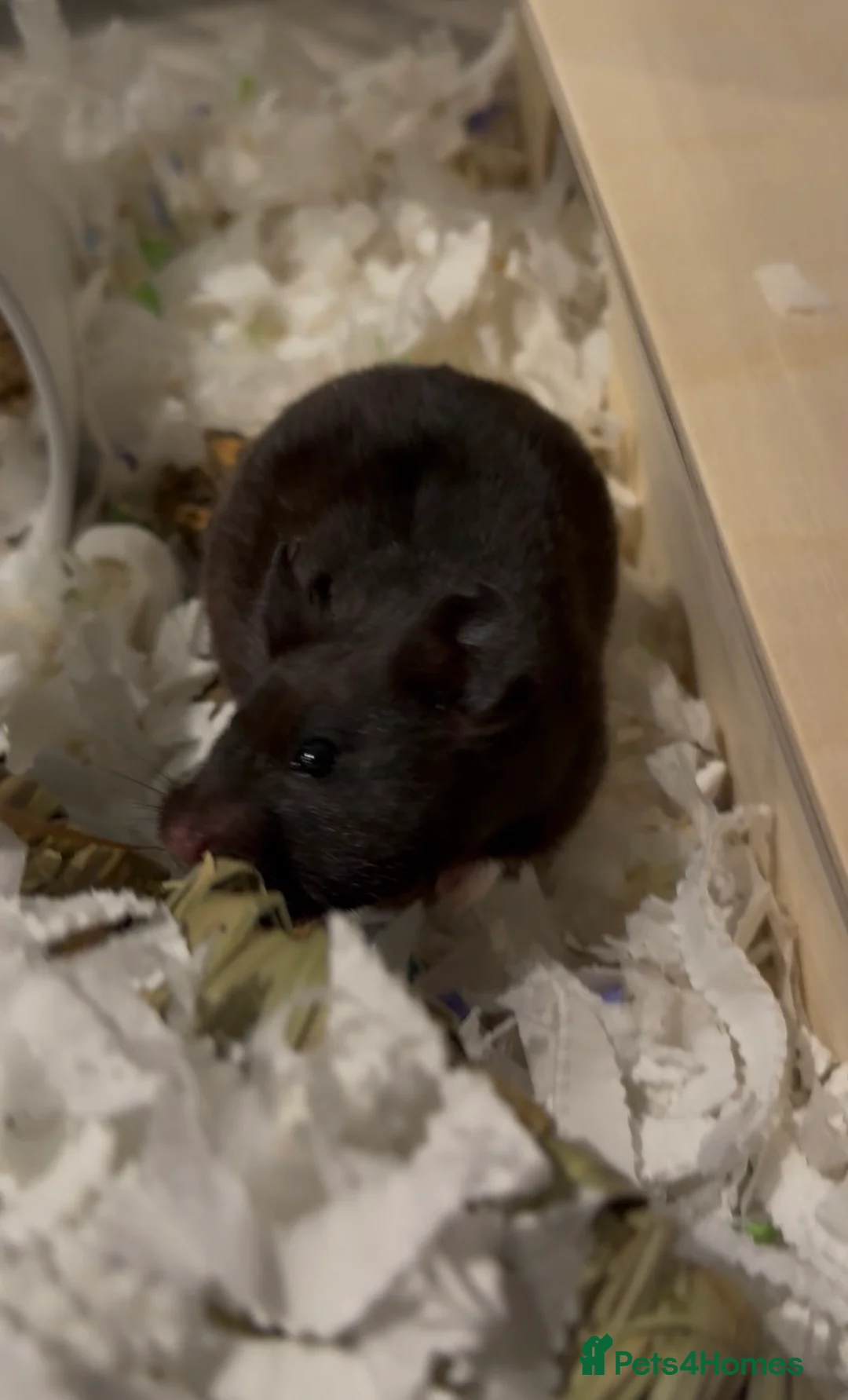 Hamster rodents for sale: Pepsi for Adoption🐹 - Advert 3