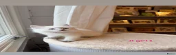 Ragdoll cats for sale: ✨Ragdoll Kittens for Sale - Advert 13