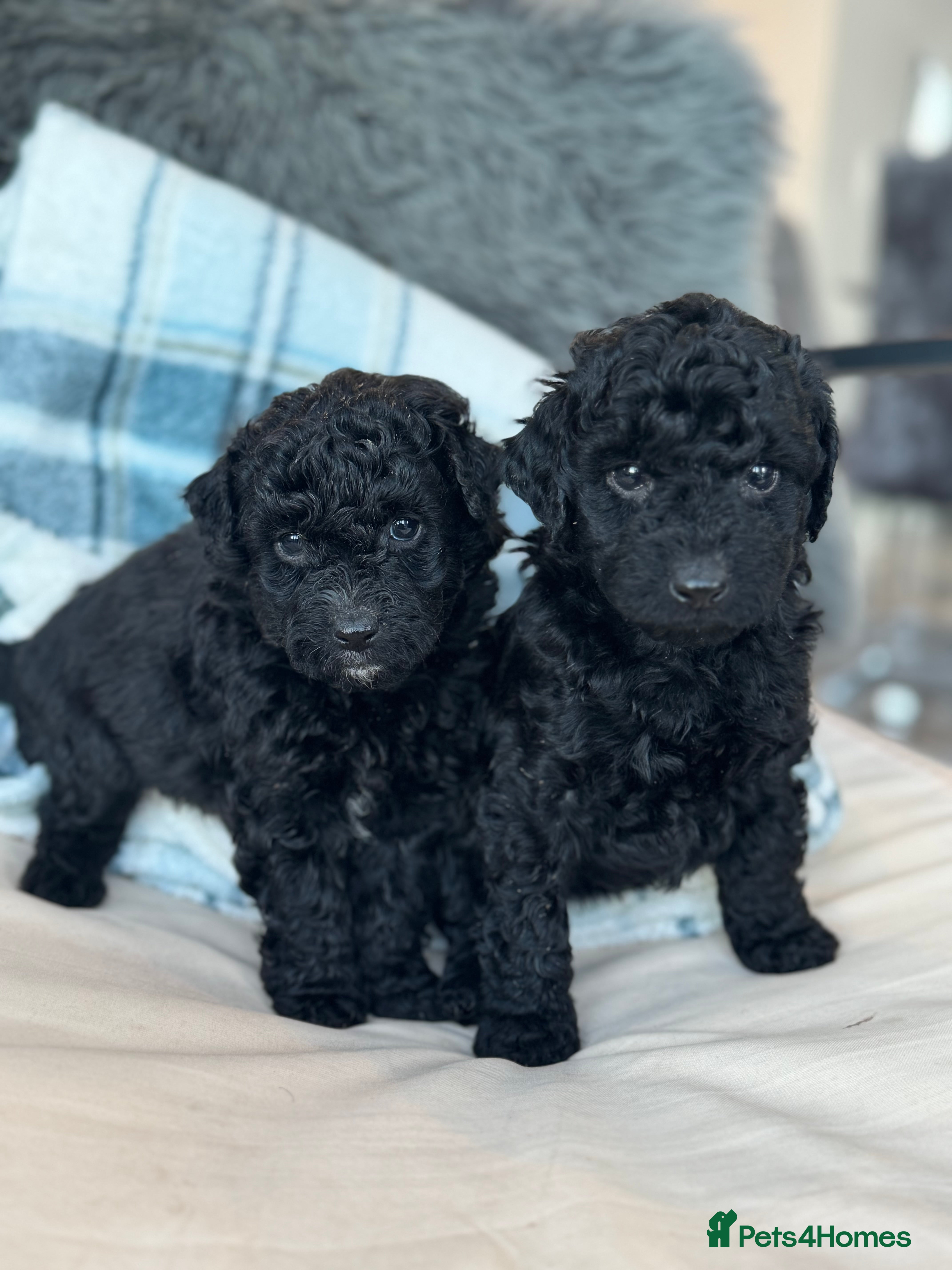 Aussiedoodle dogs 2 LEFT!! Miniature Aussiedoodle Puppies  - Advert 2