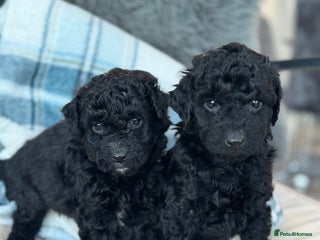 Aussiedoodle dogs 2 LEFT!! Miniature Aussiedoodle Puppies - Advert 5