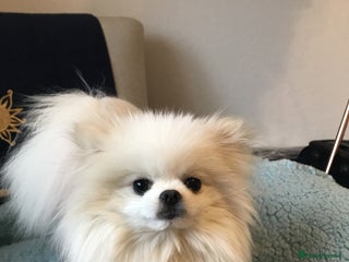 Pomeranian dogs Tiny special girl - Advert 5