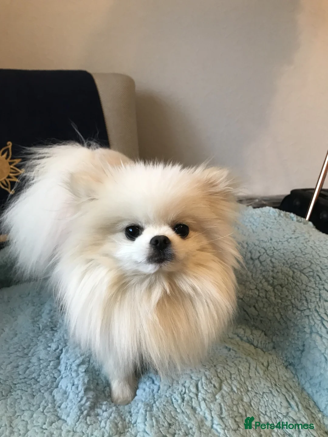 Pomeranian dogs for sale: Tiny special girl  - Advert 1