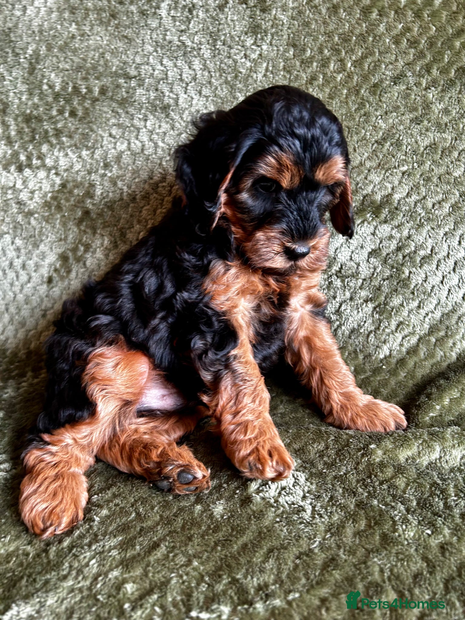 Cockapoo dogs RARE Agouti Sable Cockapoo Puppies - Advert 11