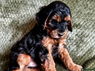 Cockapoo dogs RARE Agouti Sable Cockapoo Puppies - Advert 11