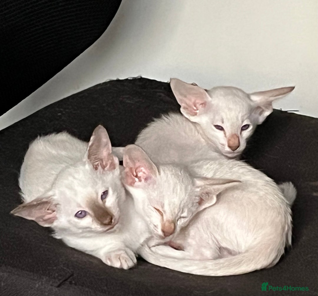 Siamese cats for sale: Siamese kittens gccf registered  - Advert 6