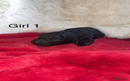 Cockapoo dogs for sale: F1B cockapoos (Merls & Solid Black) - Advert 2