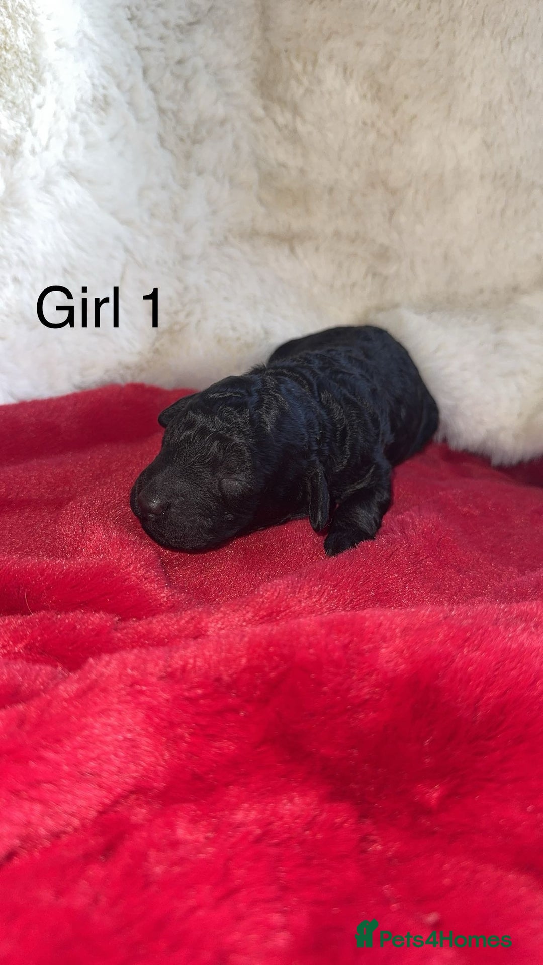 Cockapoo dogs for sale: F1B cockapoos (Merls & Solid Black) - Advert 2