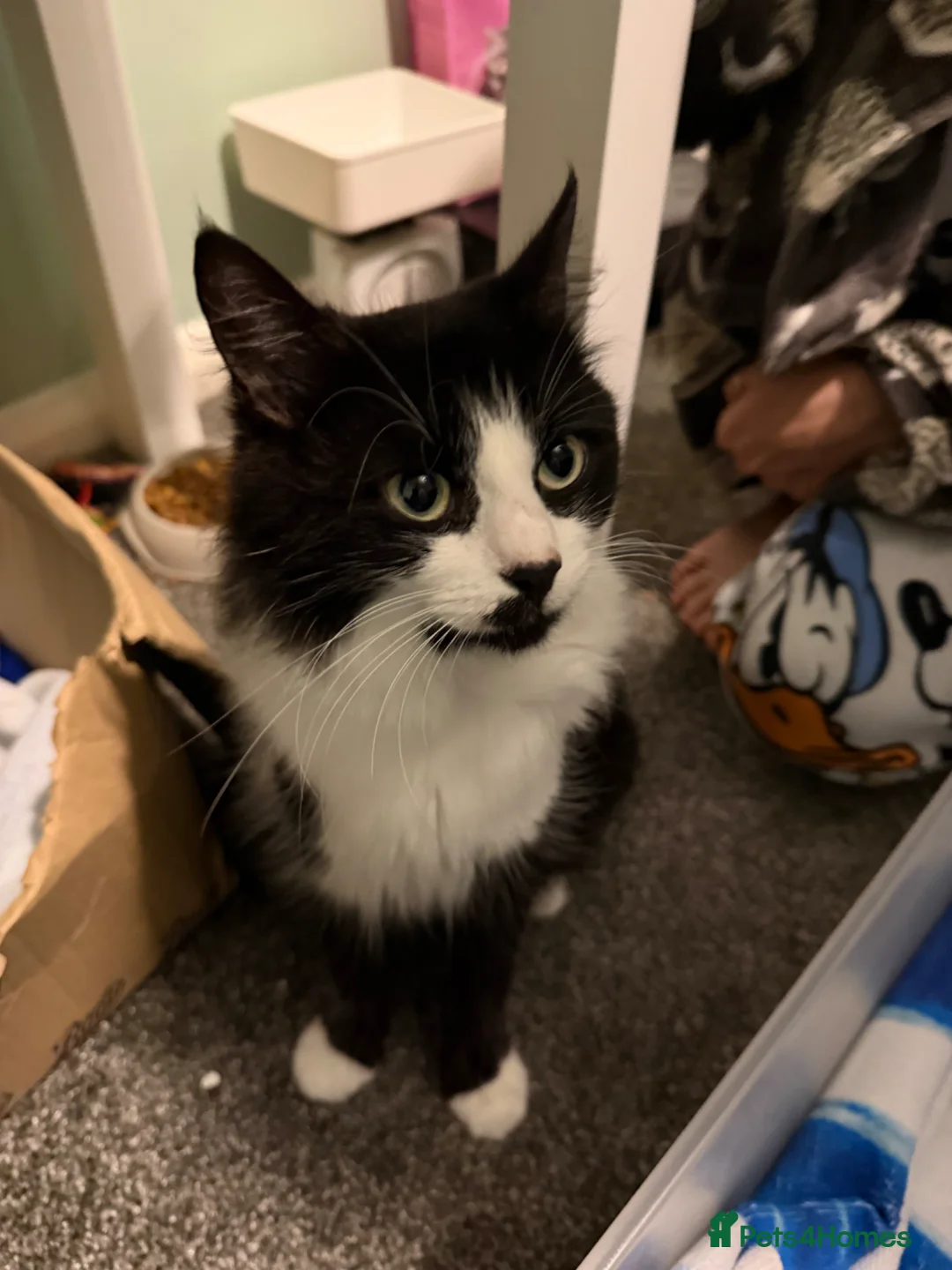 Mixed Breed cats for sale: Beautiful kittens - Advert 6