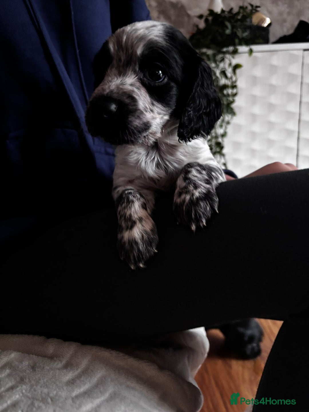 Cocker Spaniel dogs for sale: Working coker spaniel puppies - Advert 8