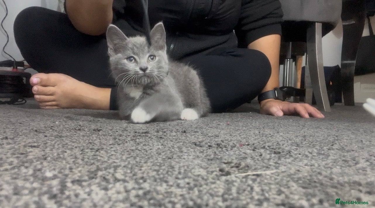 British Shorthair cats British short hair kittens - Advert 2