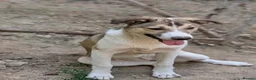 Mixed Breed dogs for adoption: Gentle Picadilly is looking for a family - Advert 2