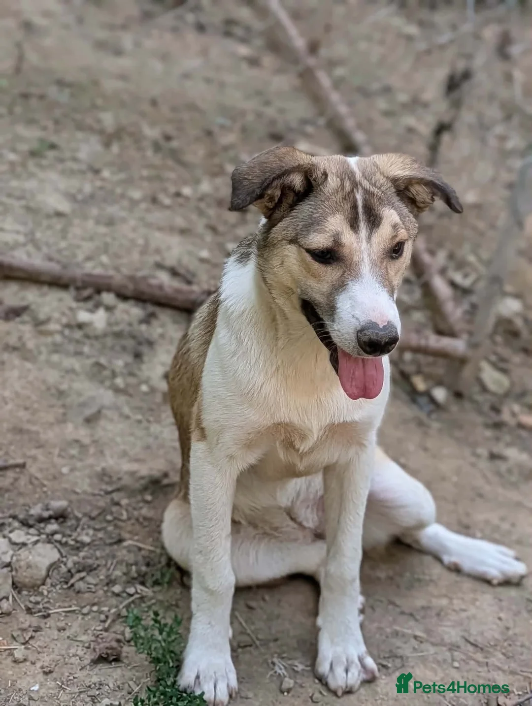 Mixed Breed dogs for adoption: Gentle Picadilly is looking for a family - Advert 2